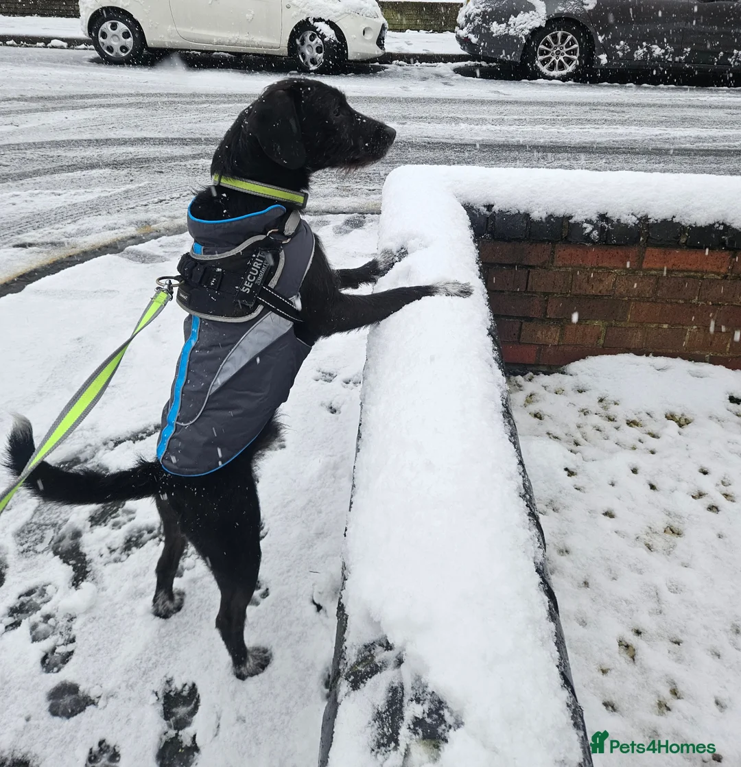 Mixed Breed dogs for sale: Freddie in Worcester - Advert 2