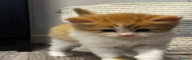 Mixed Breed Kitten 1