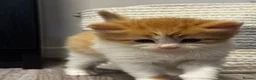 Mixed Breed cats for sale: 2 female and 2 male kittens  - Advert 17