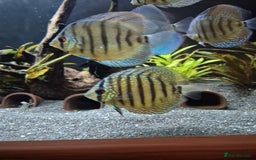 Discus fish for sale: Variety of fish for sale  - Image 4