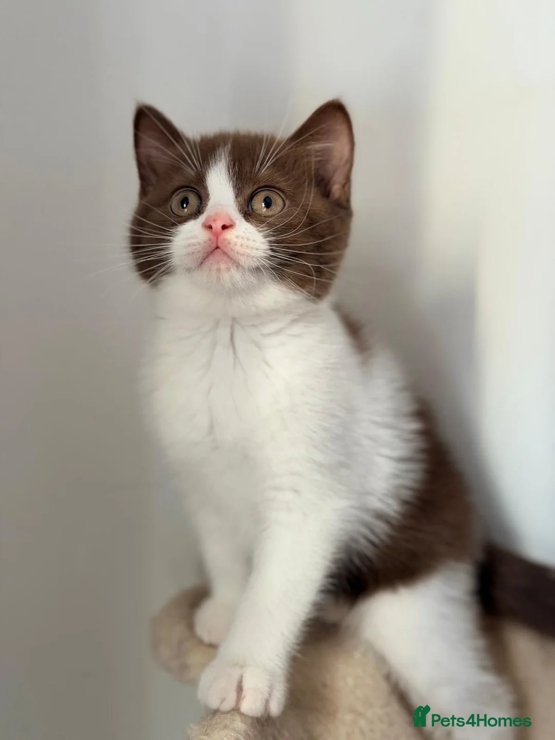 British Shorthair cats for sale: 1  black female GCCF British short hair kitten - Advert 2
