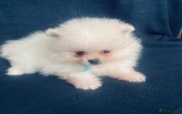 Pomeranian dogs for sale: 3 tiny girls ready now*price reduced £2000 - Advert 28