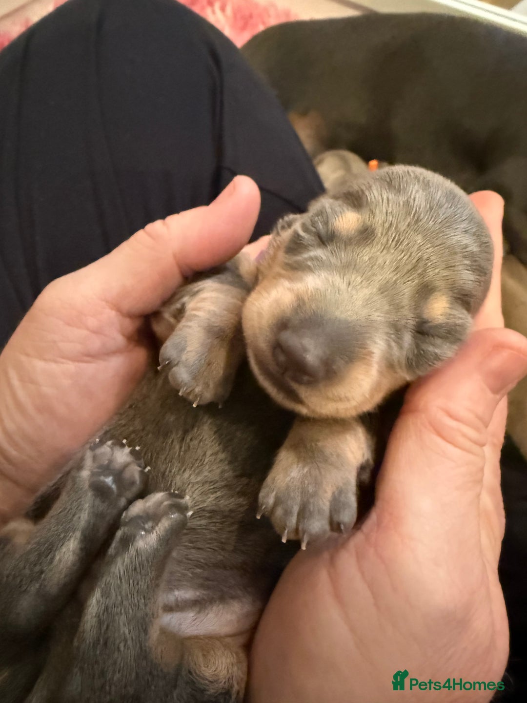 Dachshund dogs for sale: Health Tested Parents Dachshund Puppies   - Advert 13