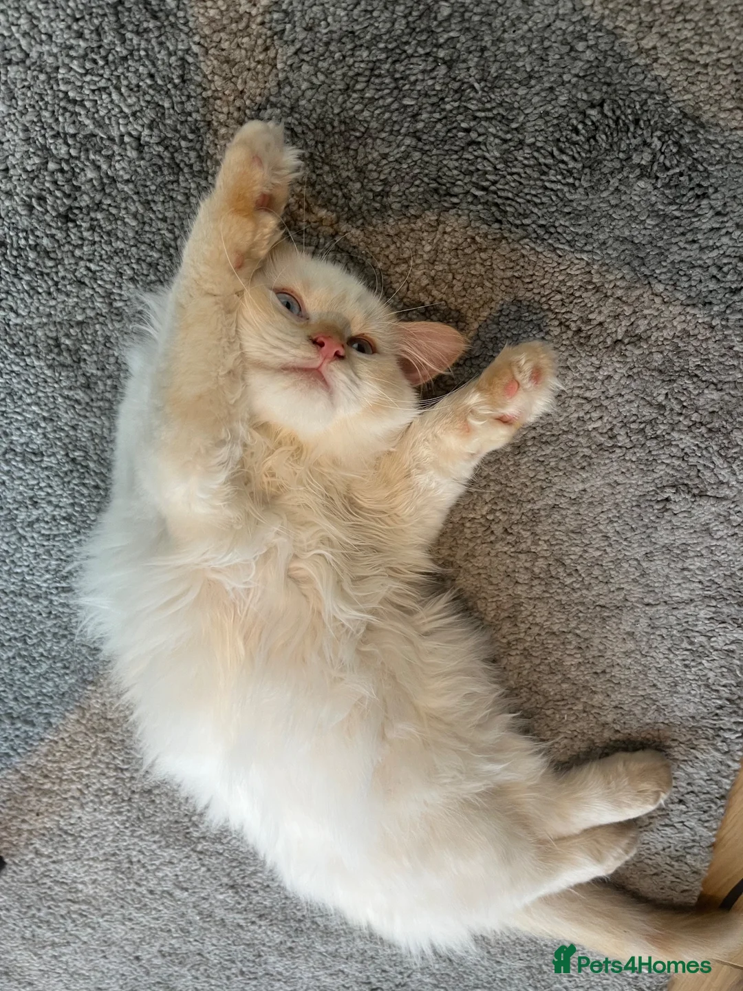 Ragdoll cats for stud: 🐾Flame Ragdoll Stud Cat Available – Suki - Advert 2