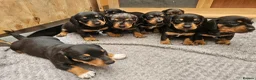 Dachshund dogs for sale: Dachshunds 8 Puppies only 2 girls 1 boy left - Advert 3