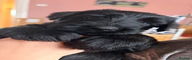 Giant Schnauzer 2