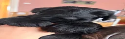 Giant Schnauzer dogs for sale: 2 girls available  - Advert 3