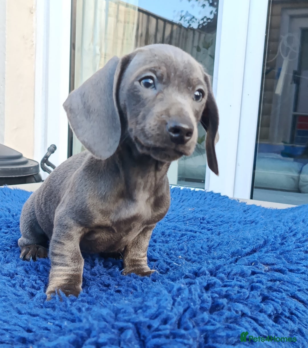 Miniature Dachshund dogs for sale: READY NOW STANDARD KC REG DACHSUNDS PRA CLR  - Image 9
