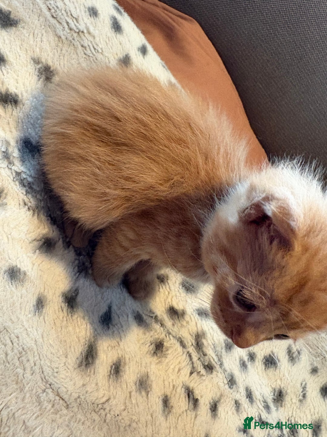 Mixed Breed cats for sale: Kittens for sale  - Image 13