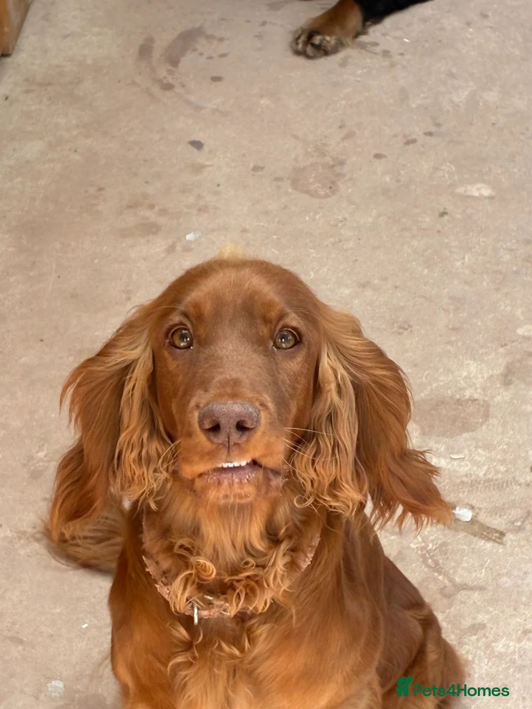 Cocker Spaniel dogs for sale: Show Cocker Spaniels for sale in Usk - Advert 31