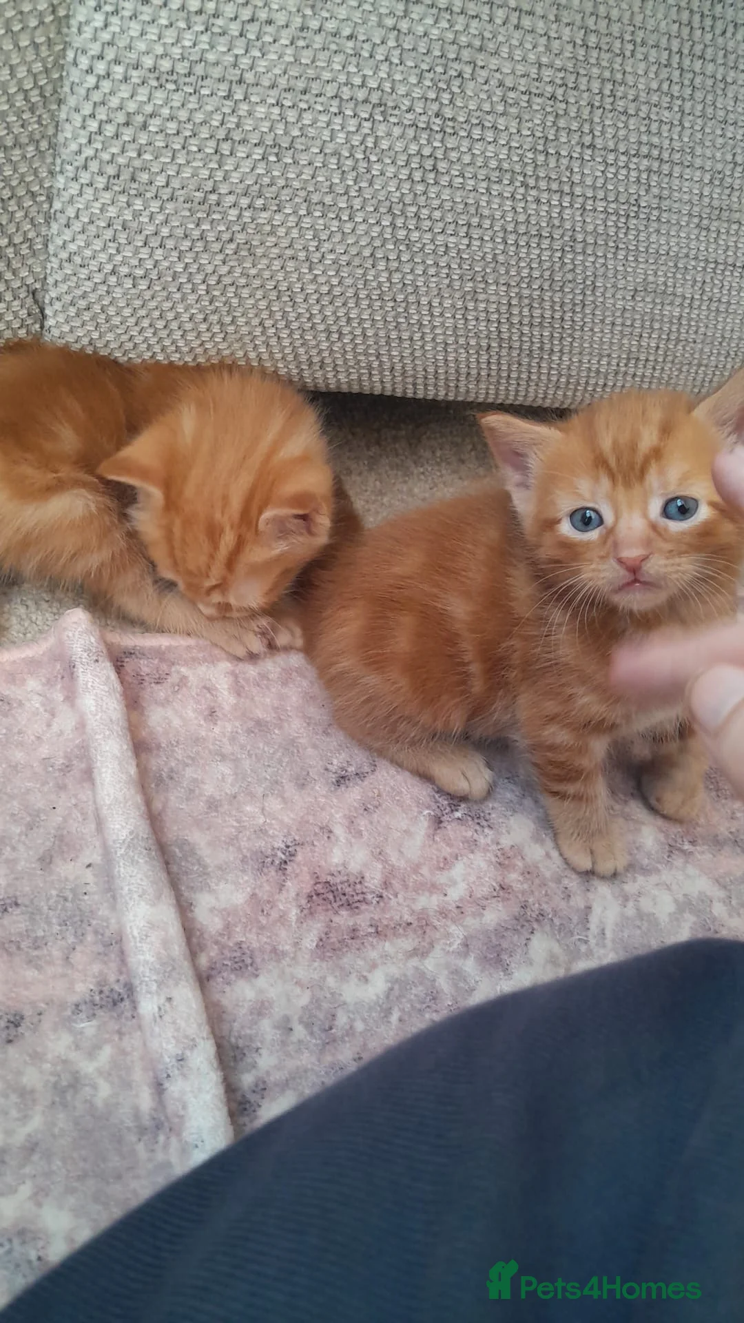 Mixed Breed cats for sale: 4 Beautiful Kittens  in Stratford-upon-Avon - Advert 2