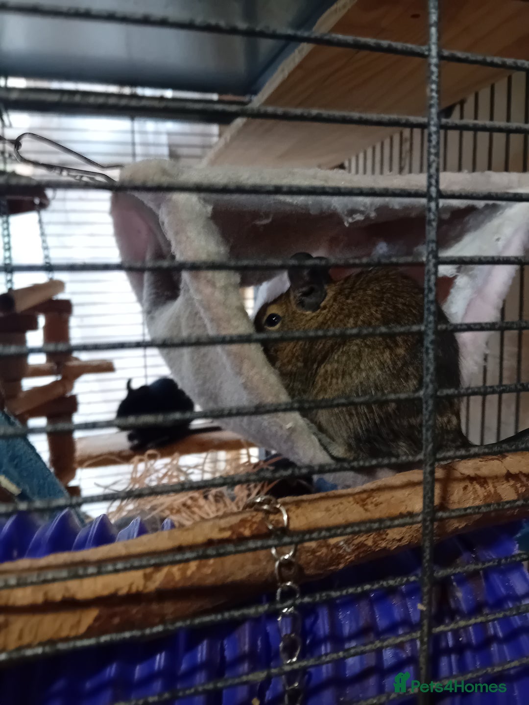 Degus rodents for sale: Degu babies - Image 3