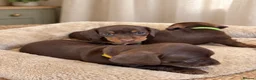 Miniature Dachshund dogs for sale: Miniature Smooth-Haired Dachshund Puppies Puppies in Oxford - Advert 9
