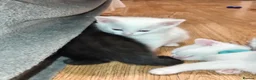 Mixed Breed cats for sale: Beautiful All White, all black & tabby kittens - Advert 15