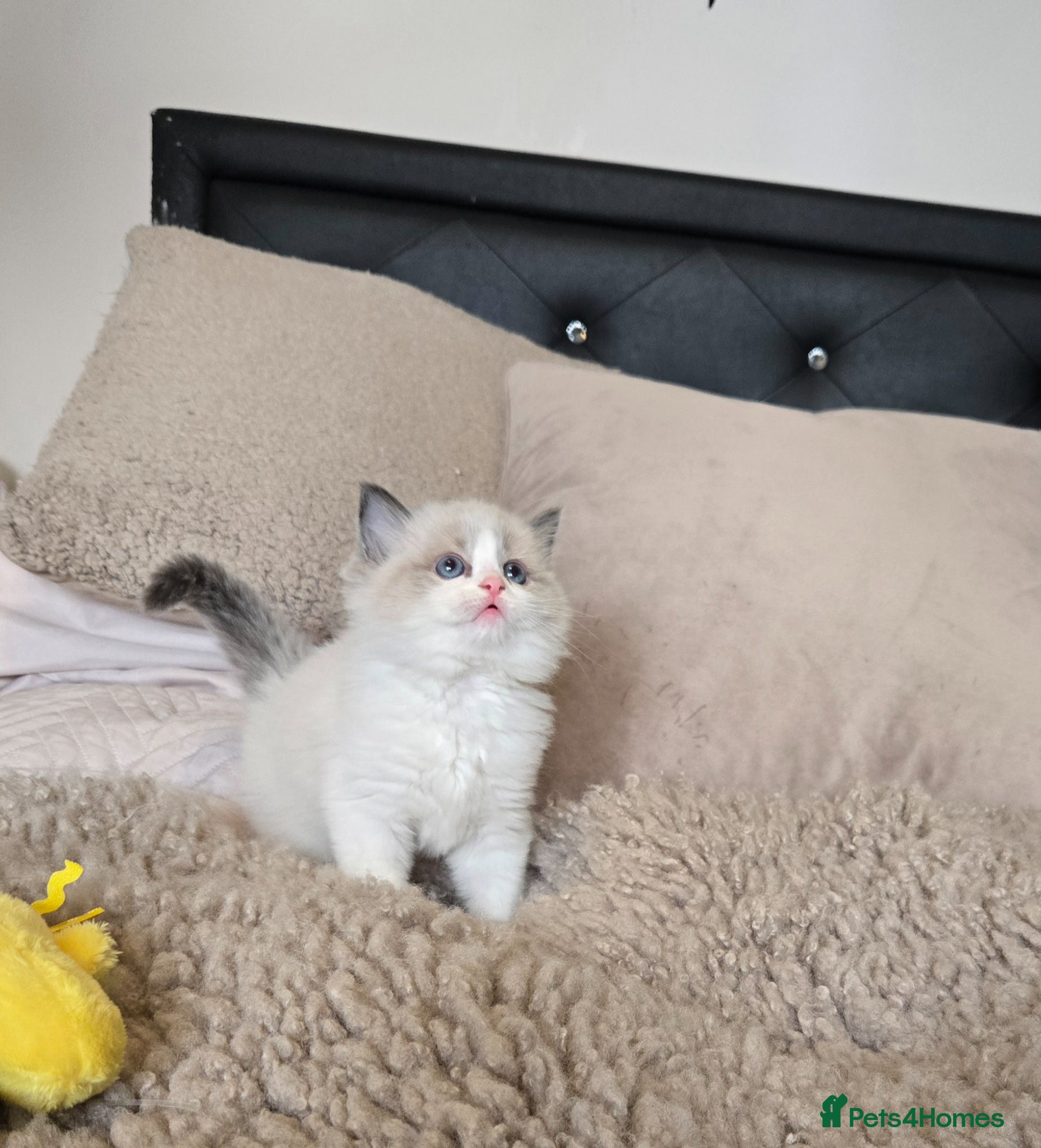 Ragdoll cats Gorgeous Pedigree chunky ragdolls - Advert 6