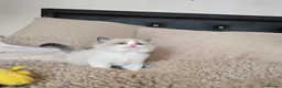 Ragdoll cats for sale: Gorgeous Pedigree chunky ragdolls - Advert 9