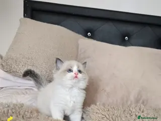 Ragdoll cats Gorgeous Pedigree chunky ragdolls - Advert 6