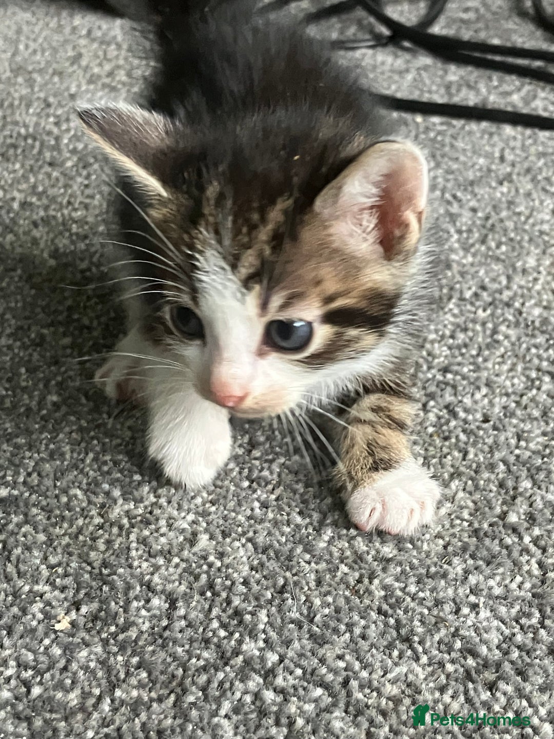 Mixed Breed cats for sale: 3 gorgeous Toms for sale - Image 8