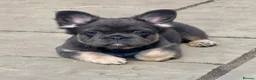 French Bulldog dogs for sale: French bulldog pups  - Advert 3