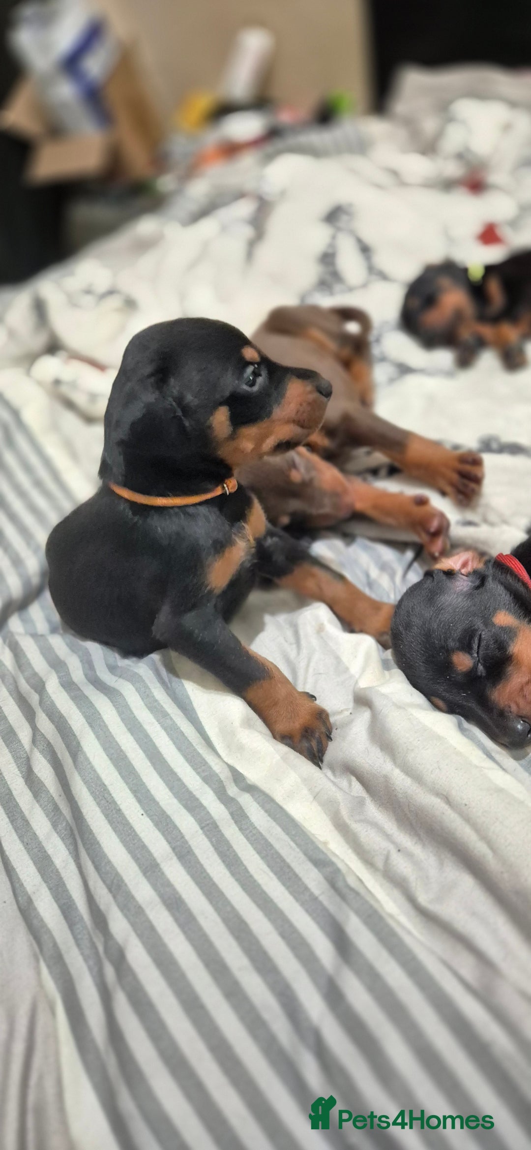 Dobermann dogs for sale: Dobermanns for Sale - Advert 4