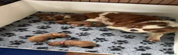 Cavapoo dogs for sale: F1 Red Toy Cavapoo Puppies 5* home bred DNA  - Advert 22
