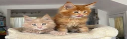 Maine Coon cats for sale: TICA Reg Maine Coon Kittens Ginger Red Cream - Advert 9