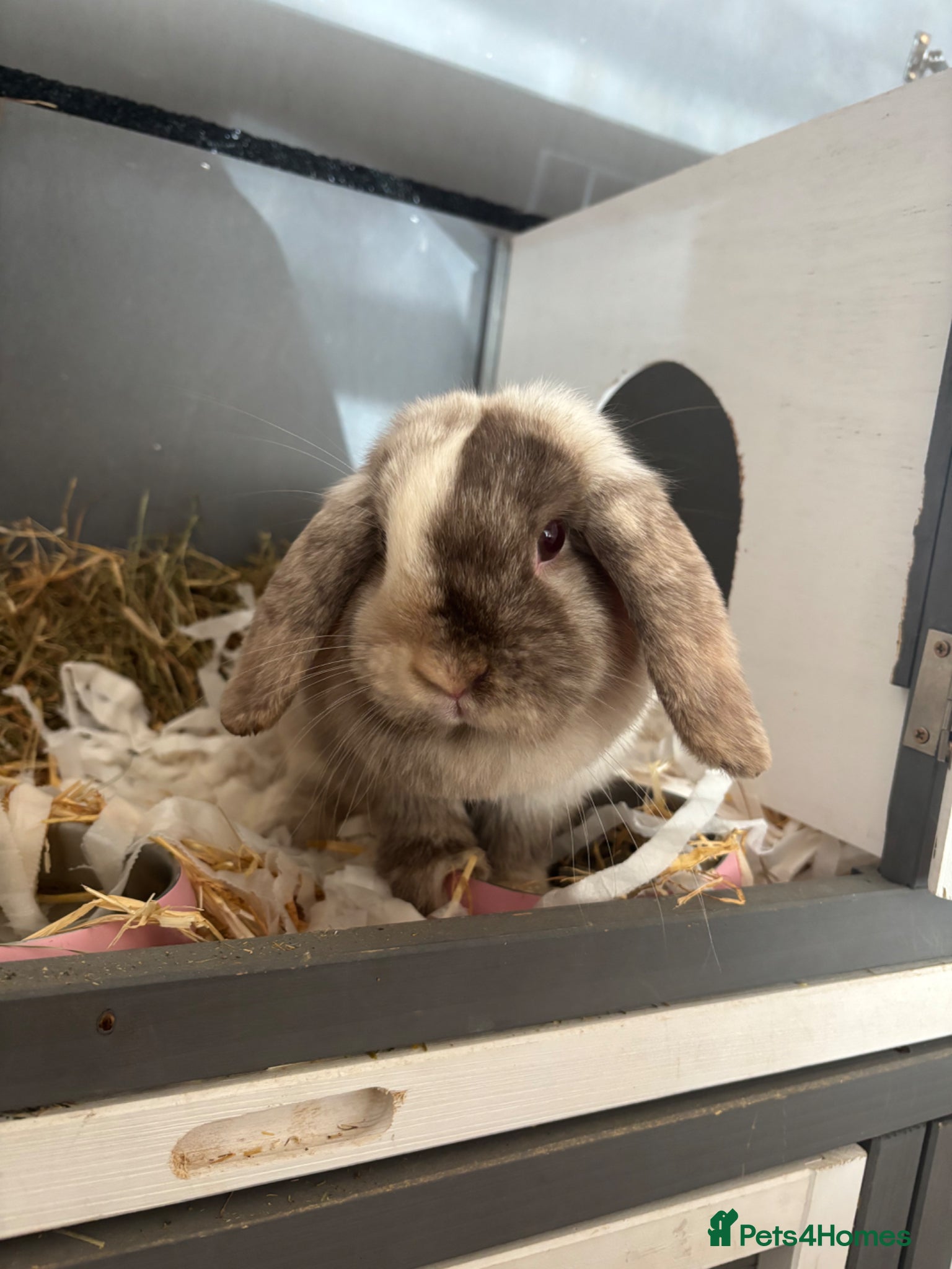 Mini Lion Lop rabbits Rabbit  - Advert 2