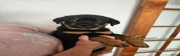 Rottweiler dogs for sale: Rottweiler puppies - Advert 12