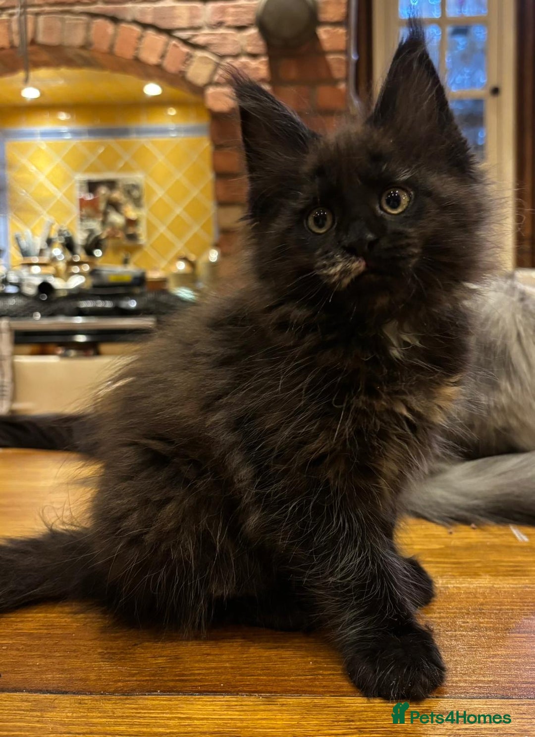 Maine Coon cats for sale: Beautiful Maine Coon Kitten - Champion Lines - Image 27