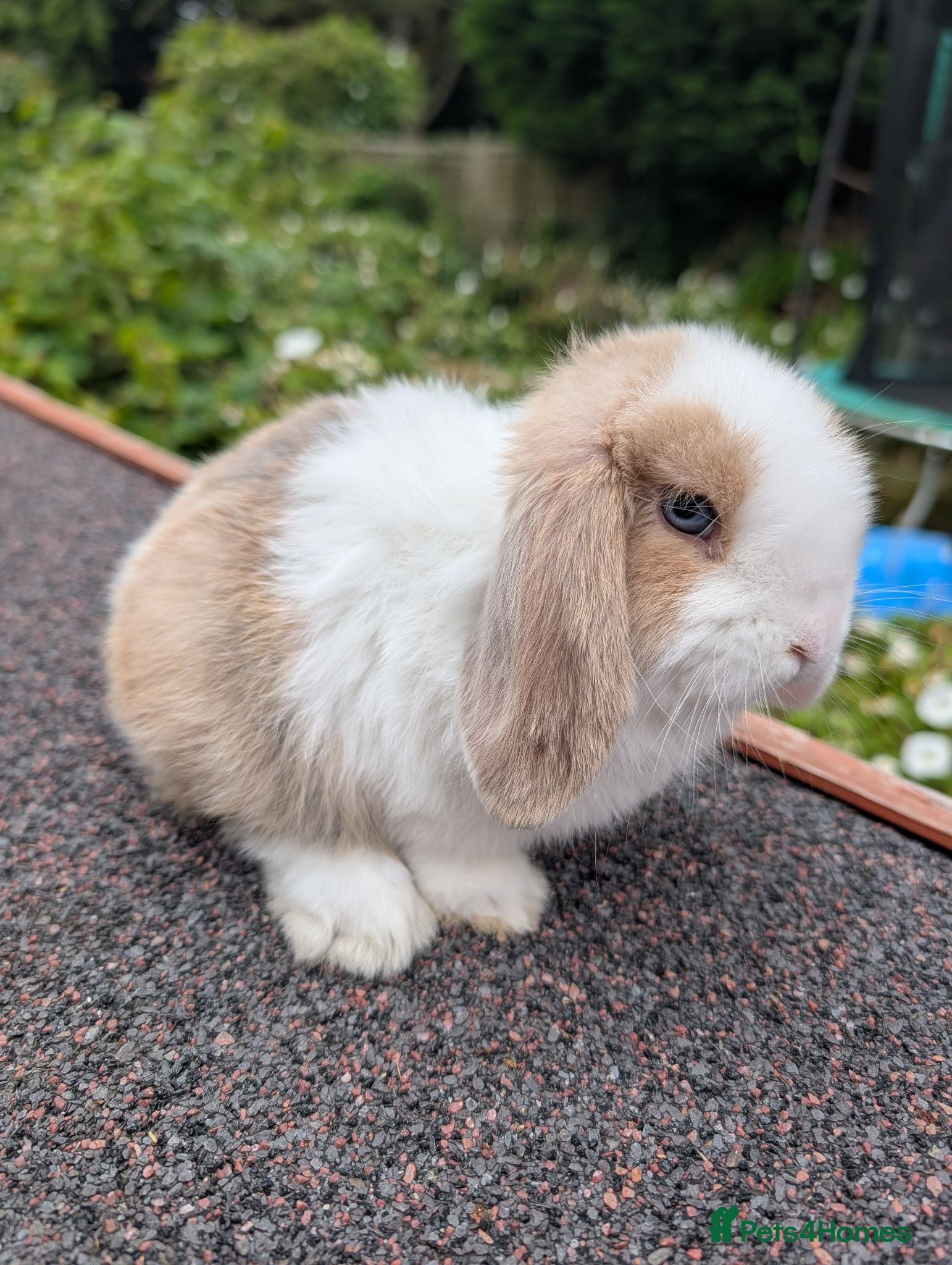 Mini Lop rabbits Mini lop babies looking for homes  - Advert 19
