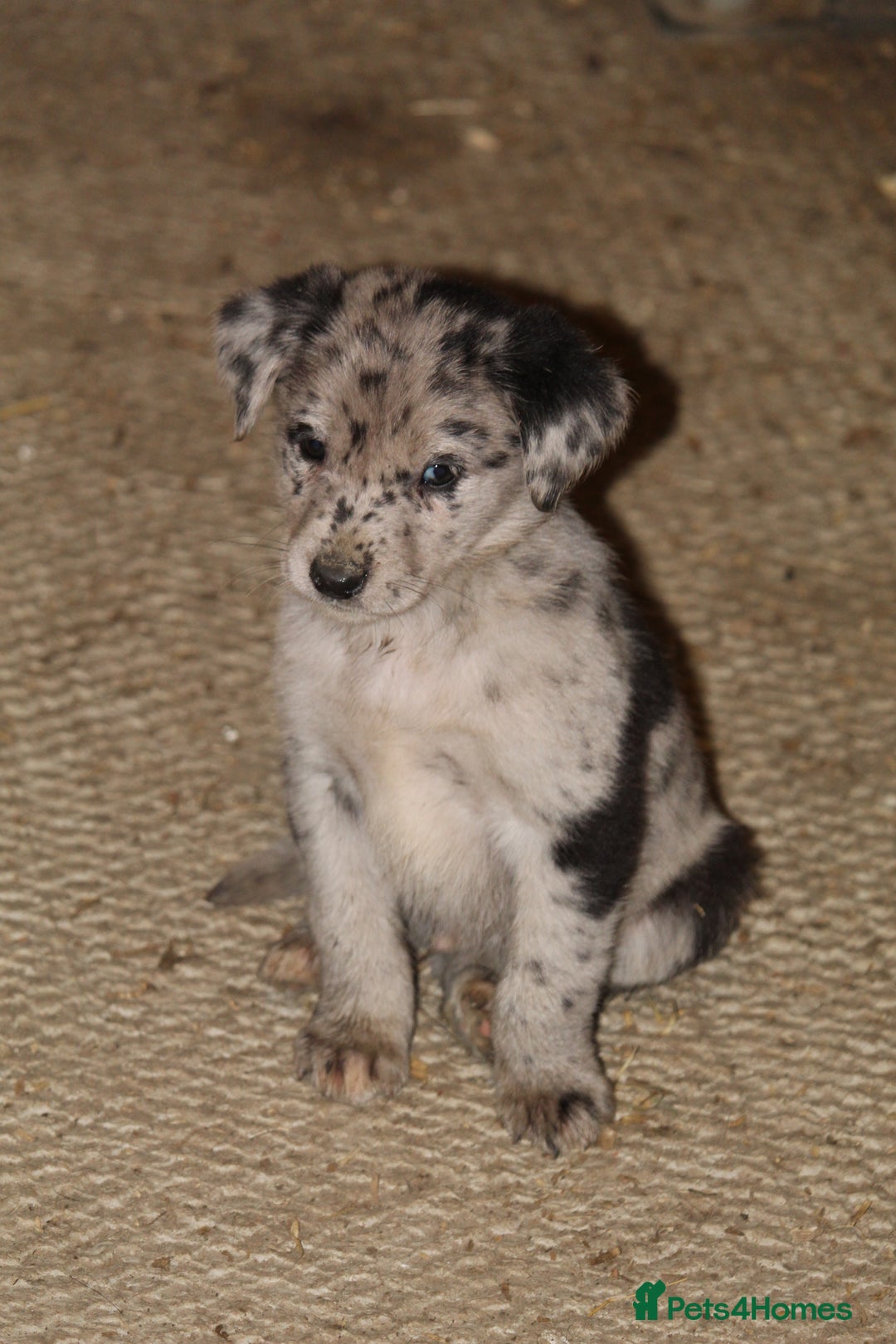 Borador dogs for sale: Labrador x Collie puppies - Image 19