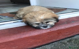 Mixed Breed dogs for sale: Puppy  - Image 3