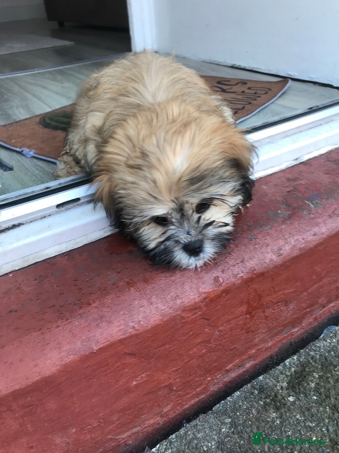 Mixed Breed dogs for sale: Puppy  - Image 3