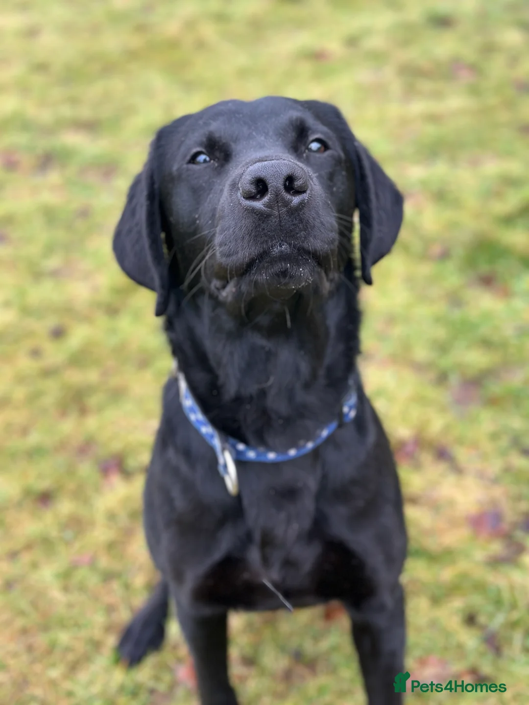 Labrador Retriever dogs for stud: Proven, KC Registered & Fully Health Tested in Laurencekirk - Advert 5