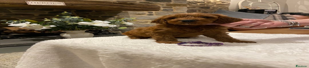 Irish Doodle Puppy 10