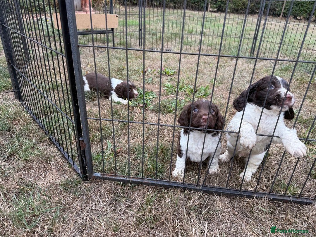 English Springer Spaniel dogs for sale: KC Reg English Springer Spaniel Puppies - Image 3