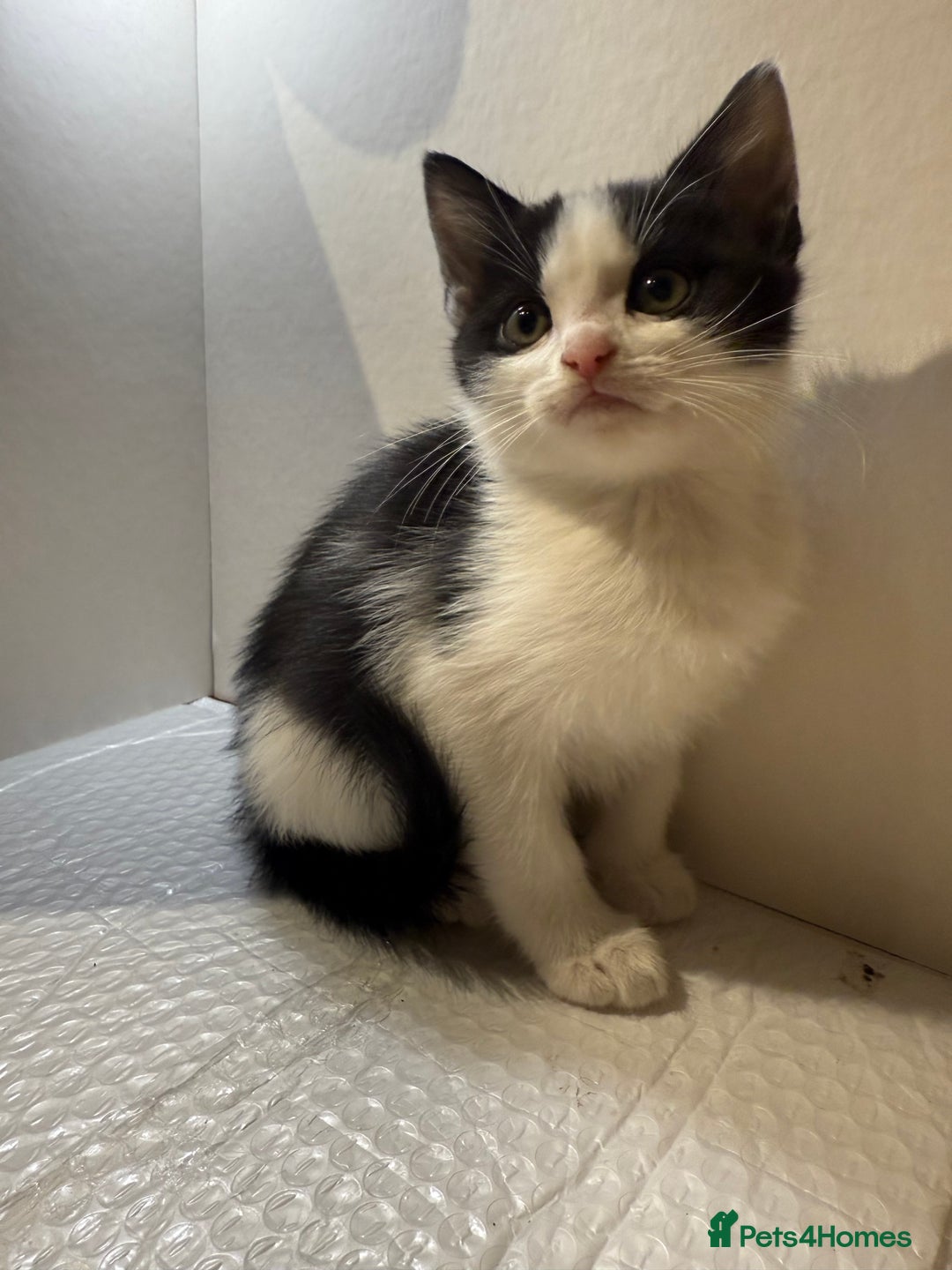 Korat cats for sale: Cute playful kittens ready for their new home 🖤🤍 - Advert 16