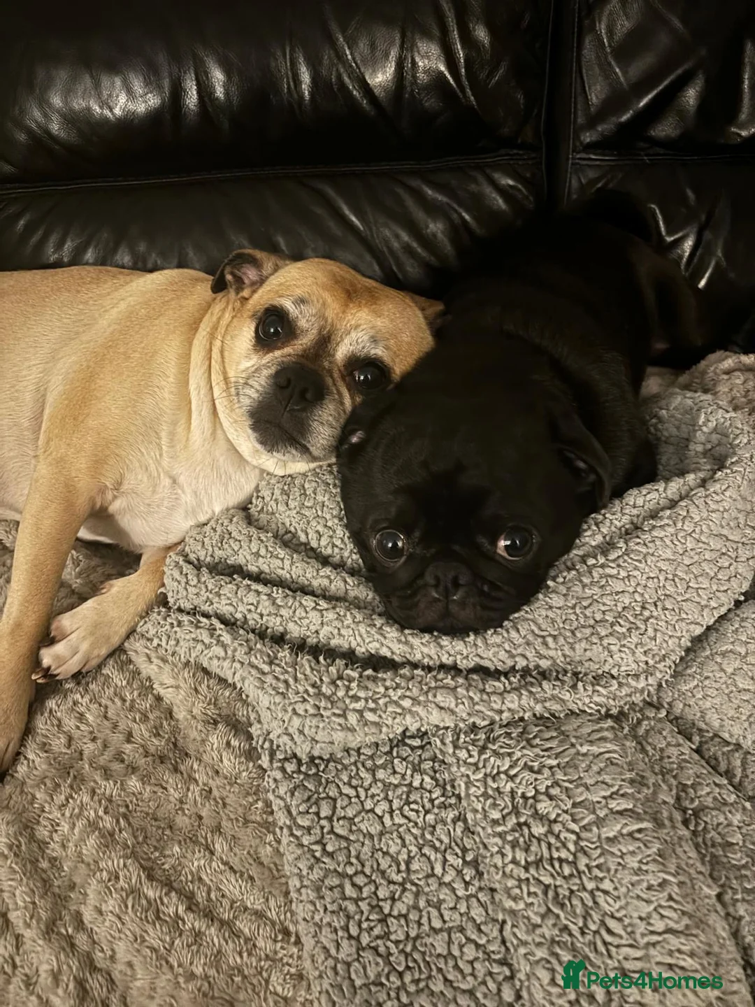 Pug dogs for sale: A Pug and a Jug for rehoming in Birmingham - Advert 2