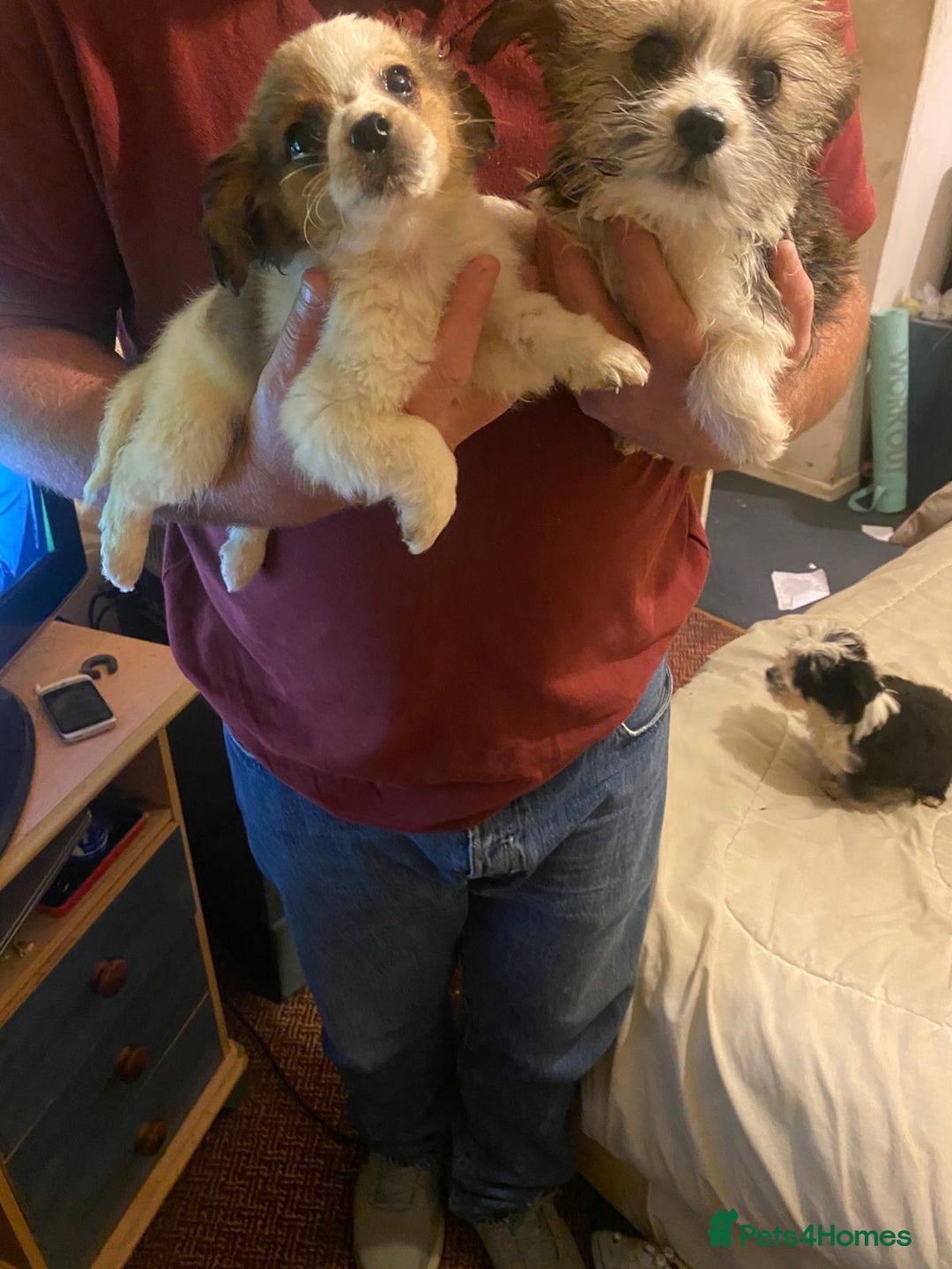 Jackapoo dogs for sale: Jackapoo puppies for sale  - Advert 5