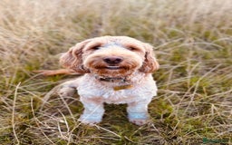 Cockapoo dogs for sale: Cockerpoo Pups by POLICE K9 Behaviourist  - Image 23
