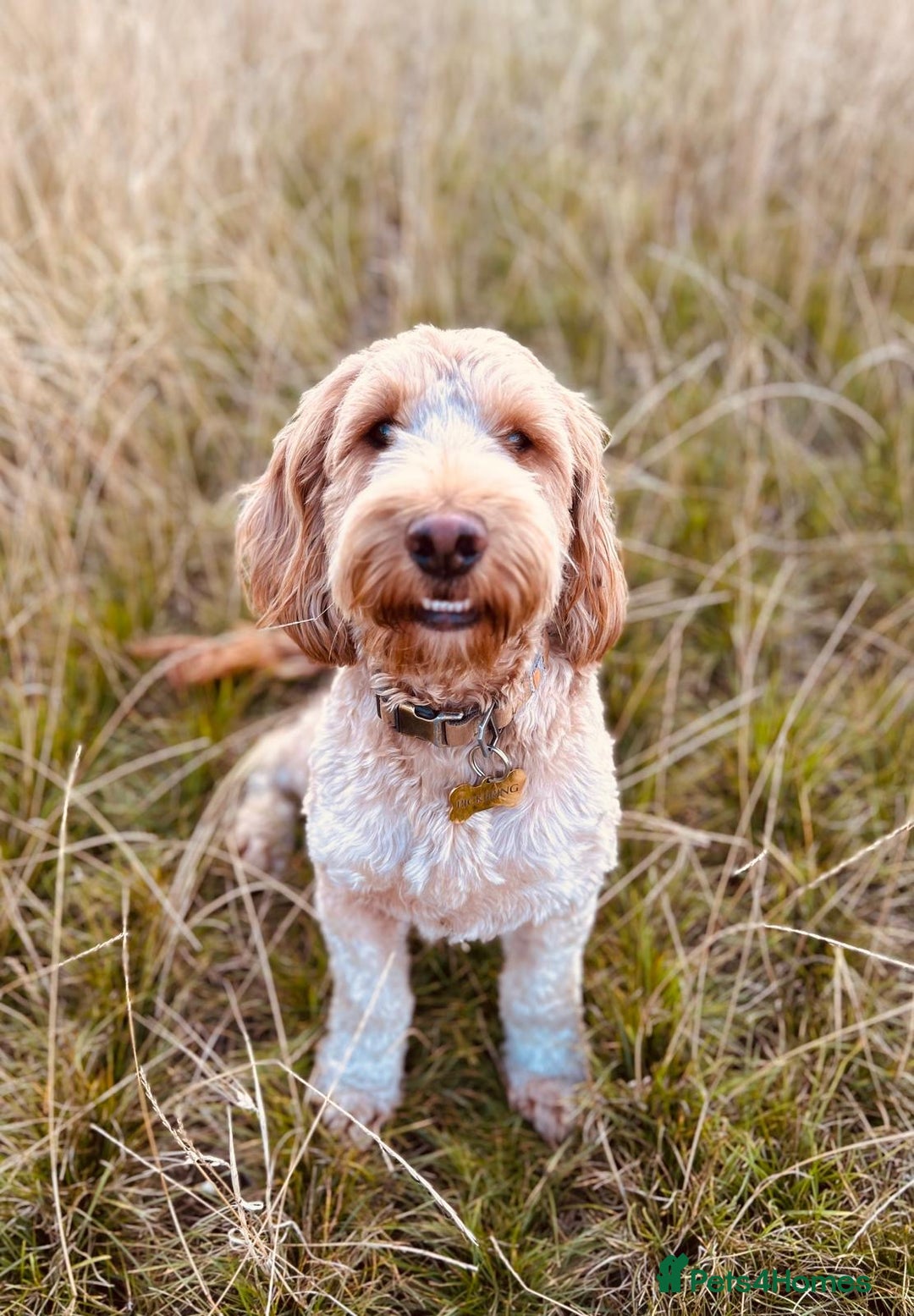 Cockapoo dogs for sale: Cockerpoo Pups by POLICE K9 Behaviourist  - Image 23
