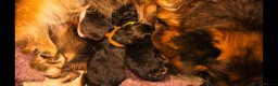 German Shepherd dogs for sale: KC, parents health Tested German shepherd Puppies  - Advert 16