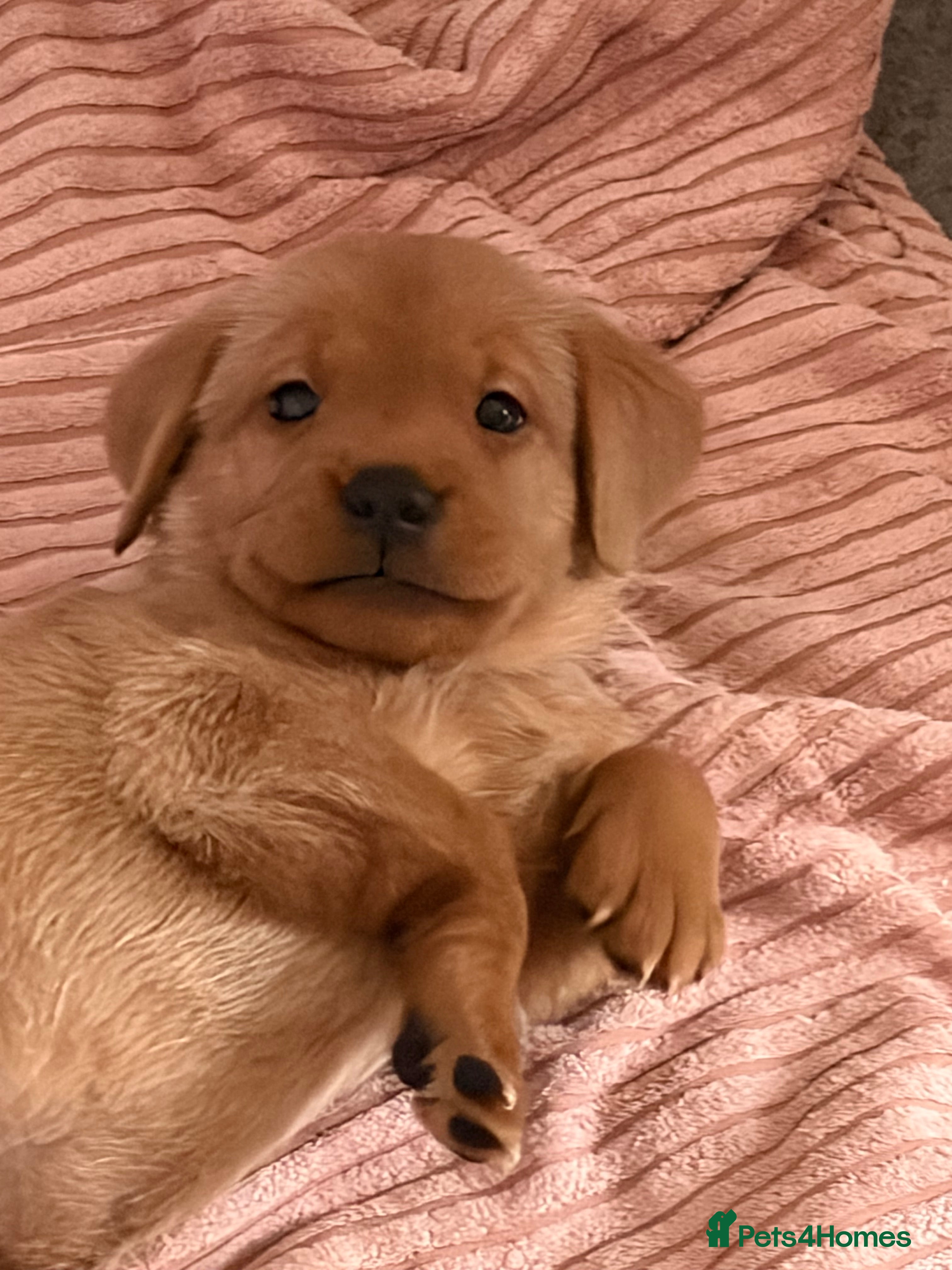 Labrador Retriever dogs Red fox Labrador puppies  - Advert 5