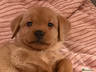 Labrador Retriever dogs Red fox Labrador puppies - Advert 5