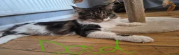 Maine Coon cats for sale: Beautiful Maine coon kitten girls  - Advert 4