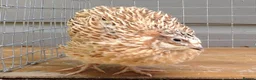 Quail poultry for sale: Italian male quail - Advert 2