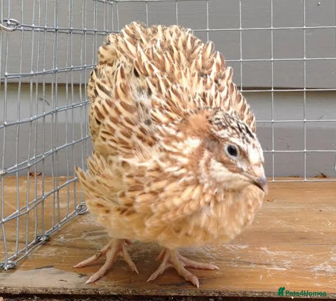 Quail poultry for sale: Italian male quail - Advert 2