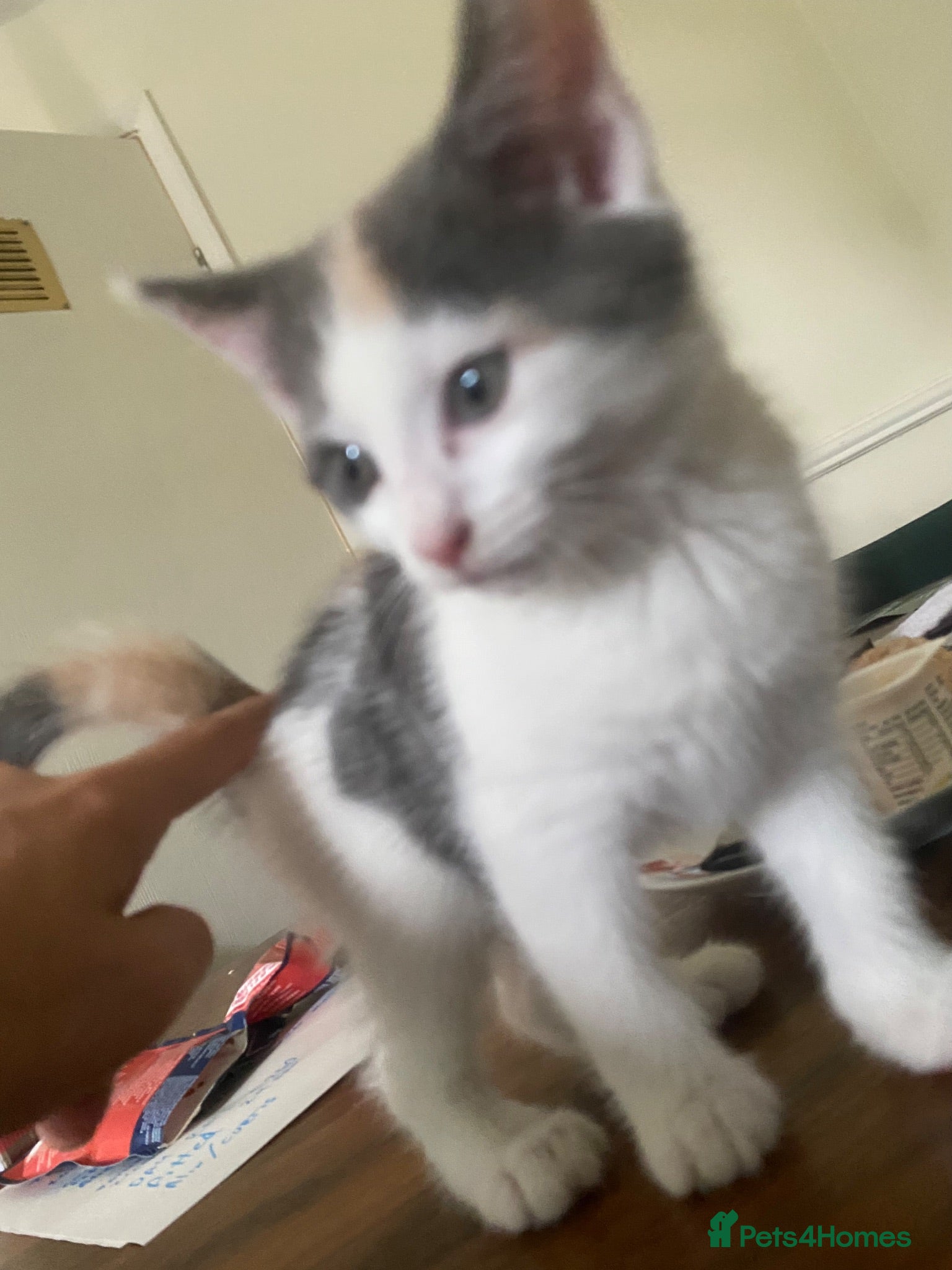 Mixed Breed cats Affectionate handled kittens - Advert 1