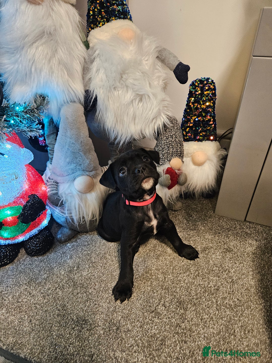 Mixed Breed dogs for sale: Staffy/English Bulldog puppies - Advert 4