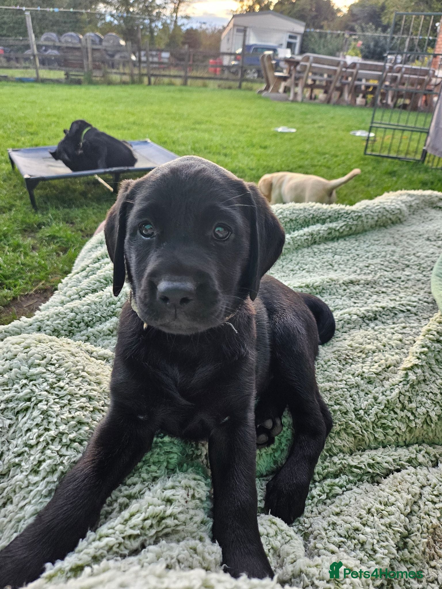 Labrador Retriever dogs Ready this Sunday 30/8- last black boy - Advert 2
